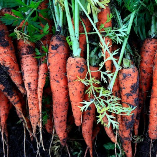 Carrots - Organic