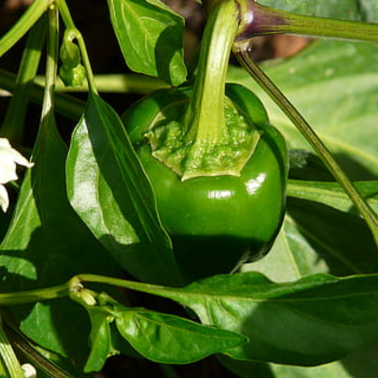 Green Capsicum - Organic