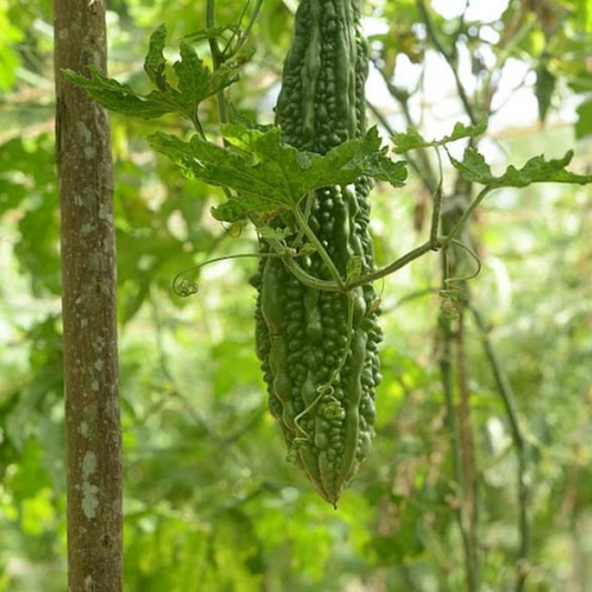 Bitter Gourd - Organic