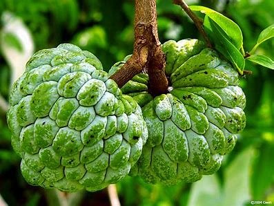 Custard Apple (Sitaphal) - Organic - 750 grams